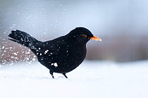 Male Blackbird {Turdus merula} digging for food in snow, Bradworthy, Devon, UK. December 2010