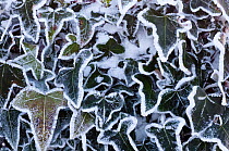 Ivy leaves (Hedera sp) in snow and heavy frost, Bradworthy, Devon, UK. December 2010