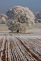 Hoar frost covering ploughed field, with mature Oak tree (Quercus) Warwickshire, England, UK, December 2010