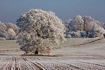 Hoar frost covering ploughed field, with mature Oak tree (Quercus) and woodlands, Warwickshire, England, UK, December 2010