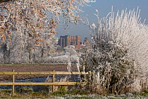 View of the ruins of Kenilworth Castle, through hedgerow and fence, covered in hoar frost  Warwickshire, England, UK, December 2010