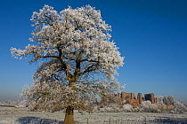 Kenilworth Castle and mature tree covered in hoar frost, in ploughed field, Warwickshire, England, UK, December 2010