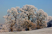 Hoar frost decorating mature trees and fields,  Warwickshire, England, UK, December 2010