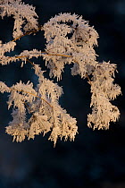 Hoar frost decorating seedheads, Warwickshire, England, UK