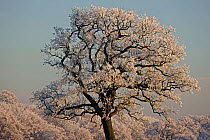 Hoar frost covering mature tree in winter, Warwickshire, England, UK, December 2010
