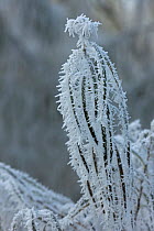 Osier stems (Salix viminalis) covered in hoar frost, Warwickshire, England, UK