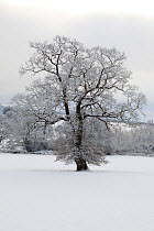 Winter scene with mature tree covered in snow, Herefordshire, England, UK, December 2010