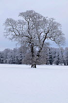 Winter scene with mature tree covered in snow, Herefordshire, England, UK, December 2010