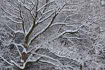 Winter scene with mature tree branches covered in snow, Herefordshire, England, UK, December 2010