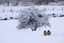 Two Sheep (Ovis aries) in snow covered field, Wales, UK, December 2010