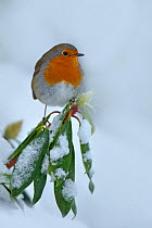 RF- European Robin (Erithacus rubecula) perched on snow covered branches, in garden, Wales, UK. December. (This image may be licensed either as rights managed or royalty free.)