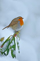 European Robin (Erithacus rubecula) perched on snow covered branches, in garden, Wales, UK. December