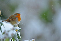 European Robin (Erithacus rubecula) perched on snow covered branches, in garden with snow falling, Wales, UK. December