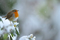 European Robin (Erithacus rubecula) perched on snow covered branches, in garden with snow falling, Wales, UK. December