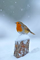European Robin (Erithacus rubecula) perched on tree stump in garden with snow falling, Wales, UK. December