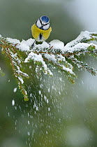 Blue Tit (Cyanistes caeruleus) perched on snow covered Fir tree (Abies) branch, in a garden, Wales, UK December