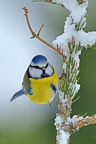 Blue Tit (Cyanistes caeruleus) perched on snow covered Fir tree (Abies) branch, in a garden, Wales, UK December