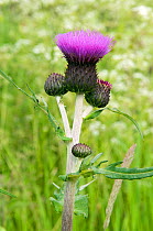 Melancholy thistle (Cirsium helenioides) close up of flower, Upper Teesdale, Co. Durham, England, UK, June