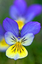 Mountain Pansy (Viola lutea) close up of flower, Upper Teesdale, Co. Durham,  England, UK, June