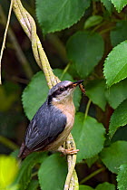 Nuthatch (Sitta europaea) on vine with centipede prey, West Sussex,  England, UK, March, May