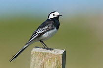 Pied wagtail (Motacilla alba yarrellii) male perched on fence post, Isle of Coll, Scotland, UK, June