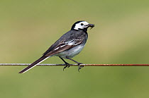 Pied wagtail (Motacilla alba yarrellii) adult perched with insect prey on wire fence, Isle of Coll, Scotland, UK, June