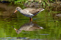 Redshank (Tringa totanus) feeding in shallow stream, with reflections, Upper Teesdale, County Durham, England, UK, June