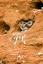 Sand martin (Riparia riparia) chicks peering out from nest hole / burrow, Lincolnshire, England, UK, July