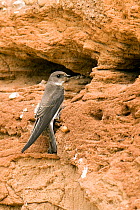 Sand martin (Riparia riparia) portrait of adult perched by burrow / nest hole, Lincolnshire,  England, UK, July