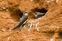 Sand martin (Riparia riparia) adult with chicks begging for food at burrow / nest hole, Lincolnshire, England, UK, July