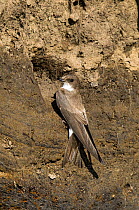 Sand martin (Riparia riparia) at nest hole in bank of stream, Upper Teesdale, Co. Durham,  England, UK, July