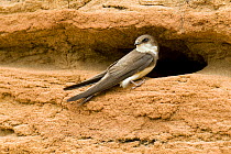 Sand martin (Riparia riparia) adult perched by burrow, Lincolnshire,  England, UK, July