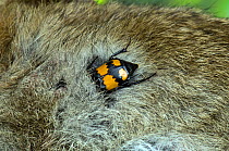 Sexton / Burying Beetle (Nicrophorus vespilloides) feeding on rabbit carcass, Upper Teesdale, Co. Durham, England, UK, June