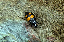 Sexton / Burying Beetle (Nicrophorus vespilloides) feeding on rabbit carcass, Upper Teesdale, Co. Durham, England, UK, June