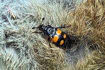 Sexton / Burying Beetle (Nicrophorus vespilloides) on dead rabbit with mites, Upper Teesdale, Co. Durham,  England, UK, June