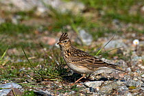 Skylark (Alauda arvensis) searching for insects on ground, Isle of Coll, Scotland, UK, June
