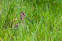 Snipe (Gallinago gallinago) Among rushes in damp meadow, Upper Teesdlae, Co. Durham, England, UK, June