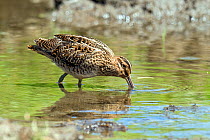 Snipe (Gallinago gallinago) foraging in shallow stream, Upper Teesdale, County Durham, England, UK, June