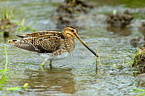 Snipe (Gallinago gallinago) standing in shallow stream, Upper Teesdale, County Durham, England.  England, UK, June