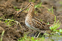 Snipe (Gallinago gallinago) upright and alert at edge of stream, Upper Teesdale, County Durham,  England, UK, June