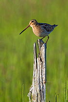 Snipe (Gallinago gallinago) perched on old post in late evening, Isle of Coll, Scotland, UK, June