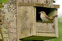 Spotted flycatcher (Muscicapa striata) perched on open fronted nest box, Upper Teesdale, Co. Durham, England, UK, June