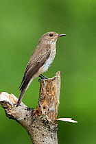 Spotted flycatcher (Muscicapa striata) perched on tree stump, Upper Teesdale, Co. Durham, England, UK, June