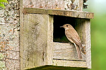 Spotted flycatcher (Muscicapa striata) perched on open fronted nest box, Upper Teesdale, Co. Durham,  England, UK, June