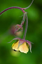 Water avens (Geum rivale) close up of flower head, Upper Teesdale, Co. Durham, England, UK, June