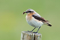 Wheatear (Oenanthe oenanthe) female with insect prey in beak, Isle of Coll, Scotland, UK, June