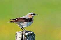 Wheatear (Oenanthe oenanthe) male perched on fence post, Isle of Coll, Scotland, June