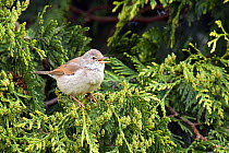 Whitethroat (Sylvia communis) singing from garden conifer tree, Hertfordshire, England, UK, May