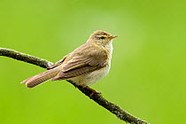 Willow warbler (Phylloscopus trochilus) portrait perched on branch, Upper Teesdale, Co. Durham,  England, UK, June