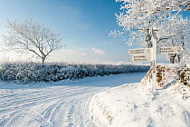 Tree and road sign in the snow on icy, wintry roads in early morning light, nr Bradworthy, Devon, UK. December 2010
